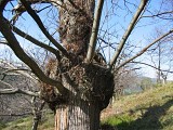 Sentier de la châtaigneraie