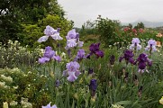 Roseraie des Pommiers