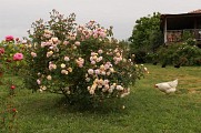 Roseraie des Pommiers