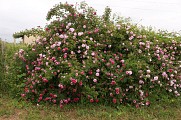 Roseraie des Pommiers