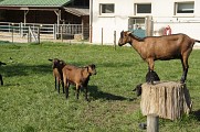 LES TROTTEURS DE VINCENNES