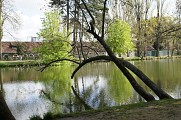 LES TROTTEURS DE VINCENNES