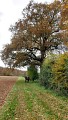 Chêne du grand village