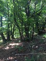 Ancienne Châtaigneraie