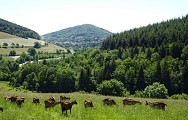 L'Arbresle - GR® du Pays 'Monts du Lyonnais'