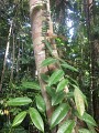 La trace de la rivière Quiock