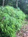 La trace de la rivière Quiock