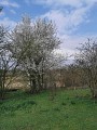Saint Priest - Le bois de Feuilly