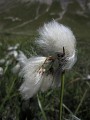 Natura 2000 - Haute Romanche