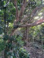 Bois Baron / Anse Maurice