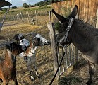 De la Ferme aux Pâturages