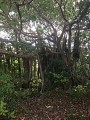 littoral Anse a la Gourde / Anse Baie Olive