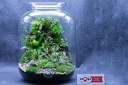 Foret de verre - Woustviller