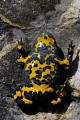 Natura 2000 : Plaine d'Oisans et ses versants