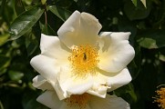 Roseraie Loubert