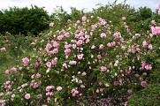 Roseraie Loubert