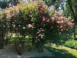 Roseraie Les Chemins de la Rose