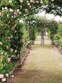 Terre de Rose Distillerie Roseraie