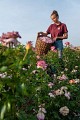 Terre de Rose Distillerie Roseraie