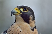 Réserve Ornithologique de Haute-Provence