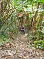 Trace des Monts Caraibes