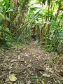 Trace des Monts Caraibes