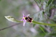Orchidée - Ophrys druentica