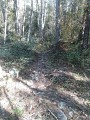 Chemin en forêt