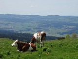alpage mont d'or nature montagne jura 