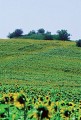Motte castrale de la Griffonnière