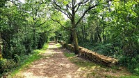Chemin du Bois du Pin