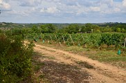 Vignoble de Thézac Perricard