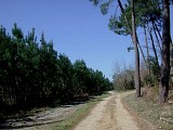0524_CaubeyresForêt