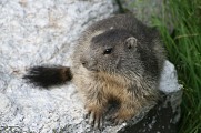 Parc National de la Vanoise