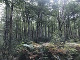 Foret de Mirambel