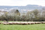 La Transhumance