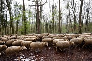 La Transhumance