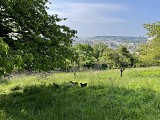 Moutons en pâture