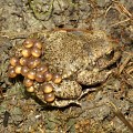 Crapaud accoucheur
