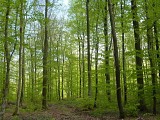 Forêt Plateau de Haye
