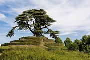 CAEN - PARC - MICHEL - D'ORNANO - CEDRE - DU - LIBAN - CAEN LA MER TOURISME - JUIN - 2017-1