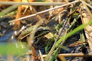 La grenouille verte