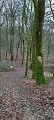 arbre balisage