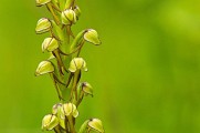 Orchidée "Homme pendu"