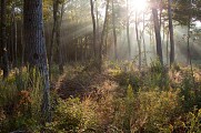 La forêt de Haye