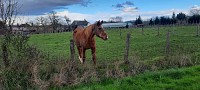 Chevaux