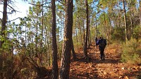Forêt