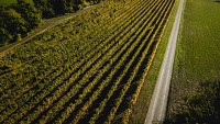 Le sentier des Vignes