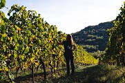 Le sentier des Vignes