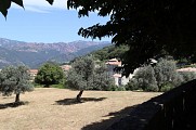 Oliveraie